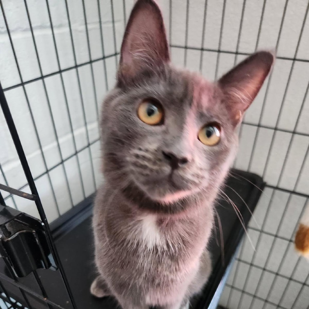 Omelet (pink), an adoptable Domestic Short Hair in Talent, OR, 97540 | Photo Image 3