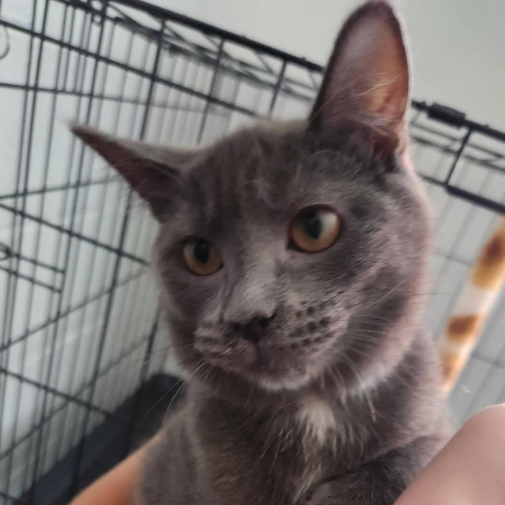 Omelet (pink), an adoptable Domestic Short Hair in Talent, OR, 97540 | Photo Image 4