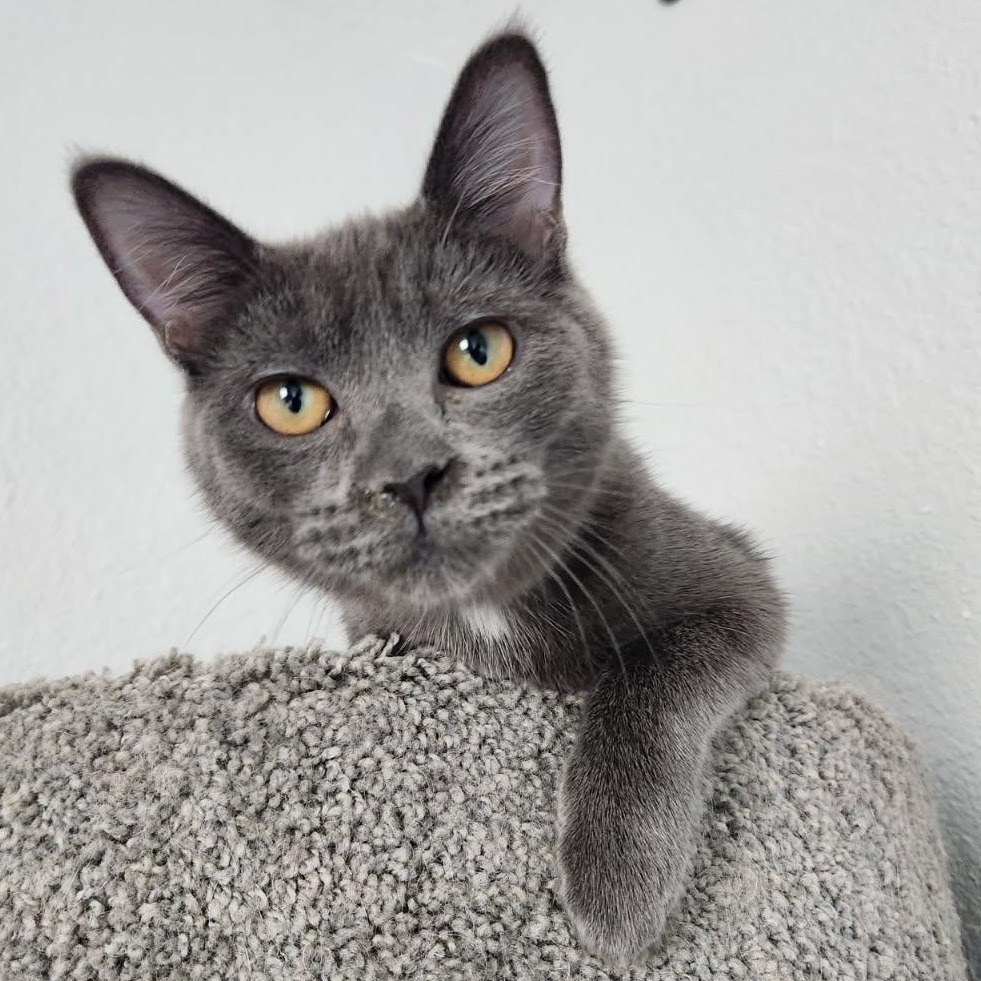 Omelet (pink), an adoptable Domestic Short Hair in Talent, OR, 97540 | Photo Image 5