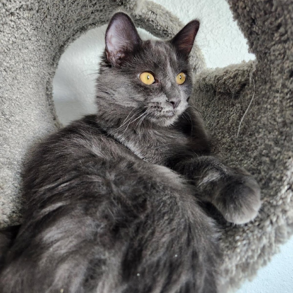 Waffle, an adoptable Domestic Long Hair in Talent, OR, 97540 | Photo Image 1