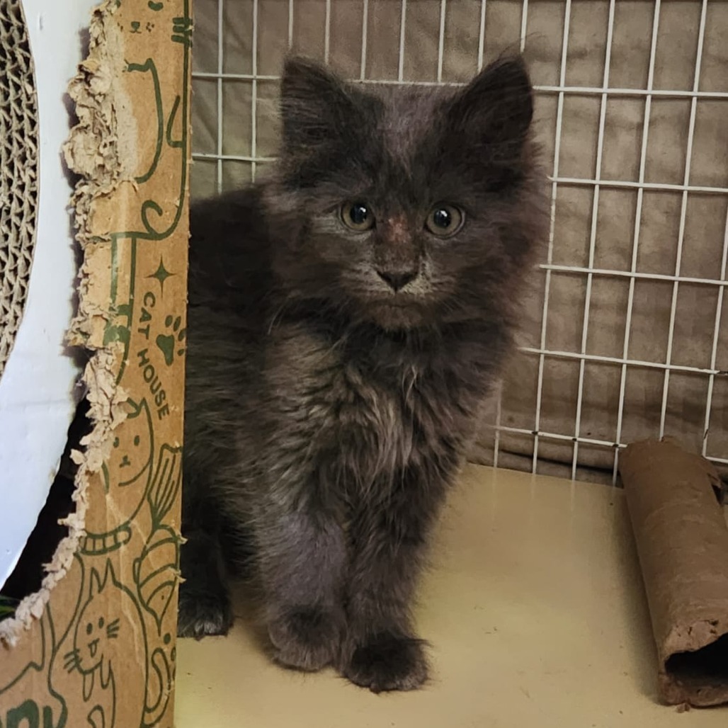 Waffle, an adoptable Domestic Long Hair in Talent, OR, 97540 | Photo Image 2