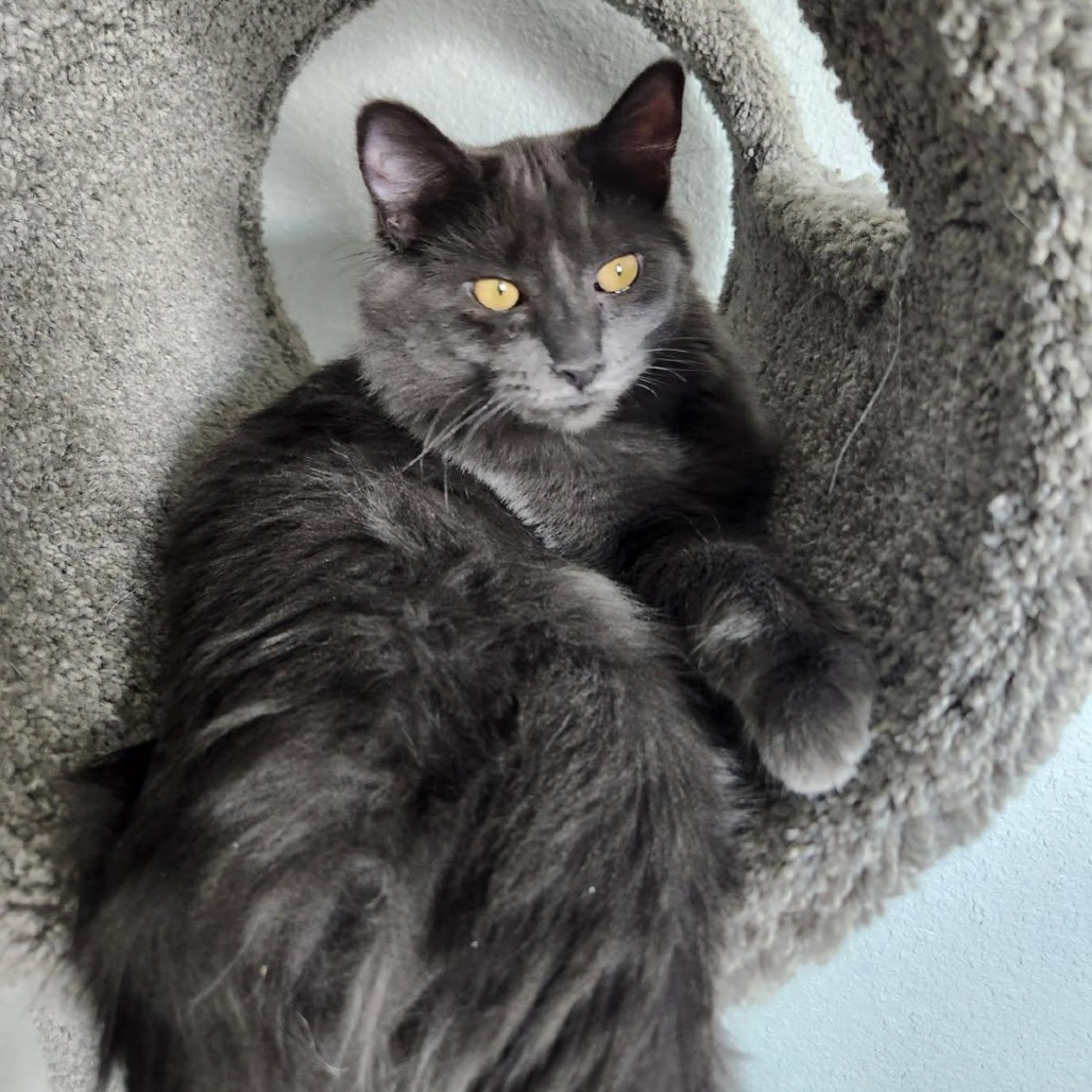 Waffle, an adoptable Domestic Long Hair in Talent, OR, 97540 | Photo Image 3