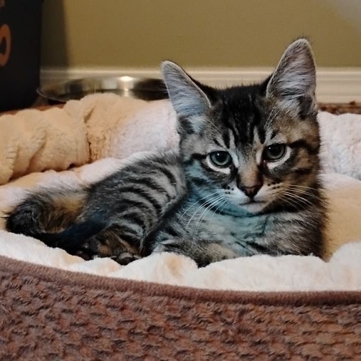 Hazel, an adoptable Domestic Short Hair in Spokane, WA, 99202 | Photo Image 1