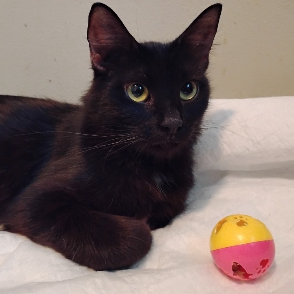 Piper, an adoptable Domestic Medium Hair in Spokane, WA, 99202 | Photo Image 1