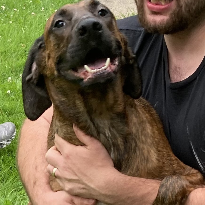 Loki, an adoptable Plott Hound in Grand Rapids, MN, 55744 | Photo Image 1