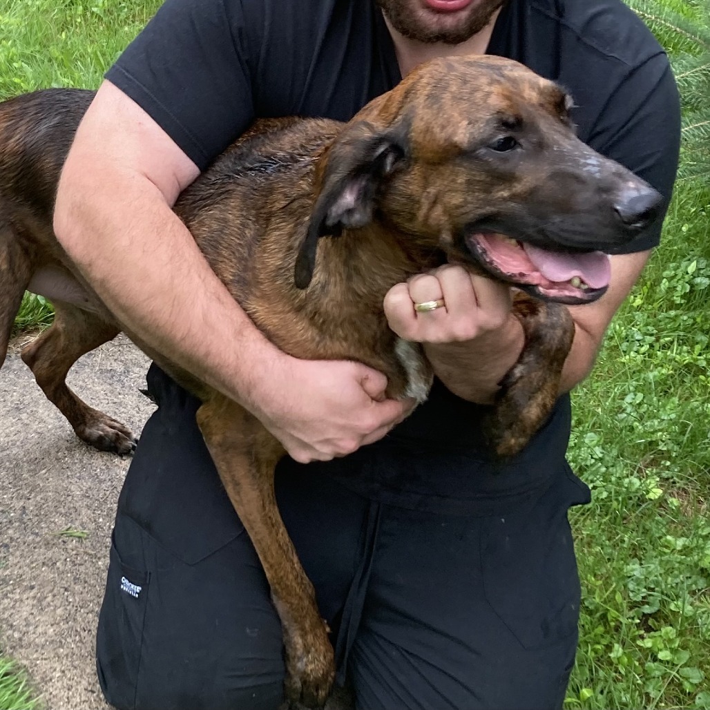 Loki, an adoptable Plott Hound in Grand Rapids, MN, 55744 | Photo Image 2