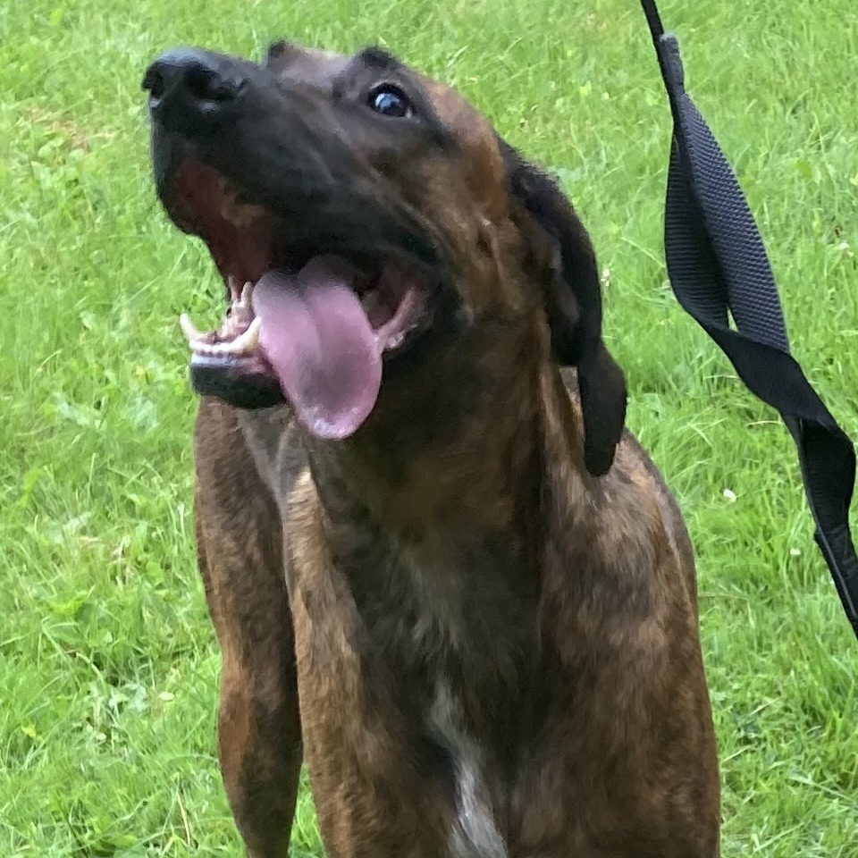 Loki, an adoptable Plott Hound in Grand Rapids, MN, 55744 | Photo Image 3
