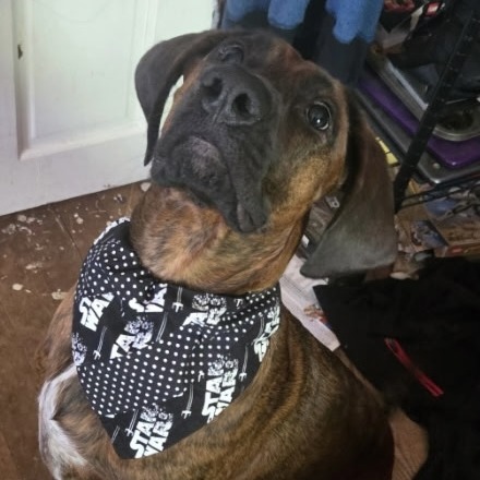 Loki, an adoptable Plott Hound in Grand Rapids, MN, 55744 | Photo Image 4