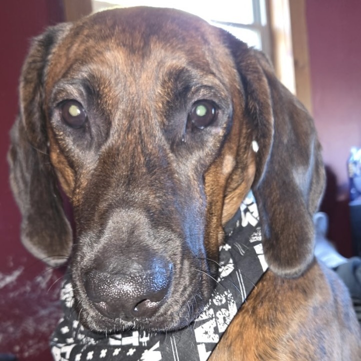 Loki, an adoptable Plott Hound in Grand Rapids, MN, 55744 | Photo Image 5