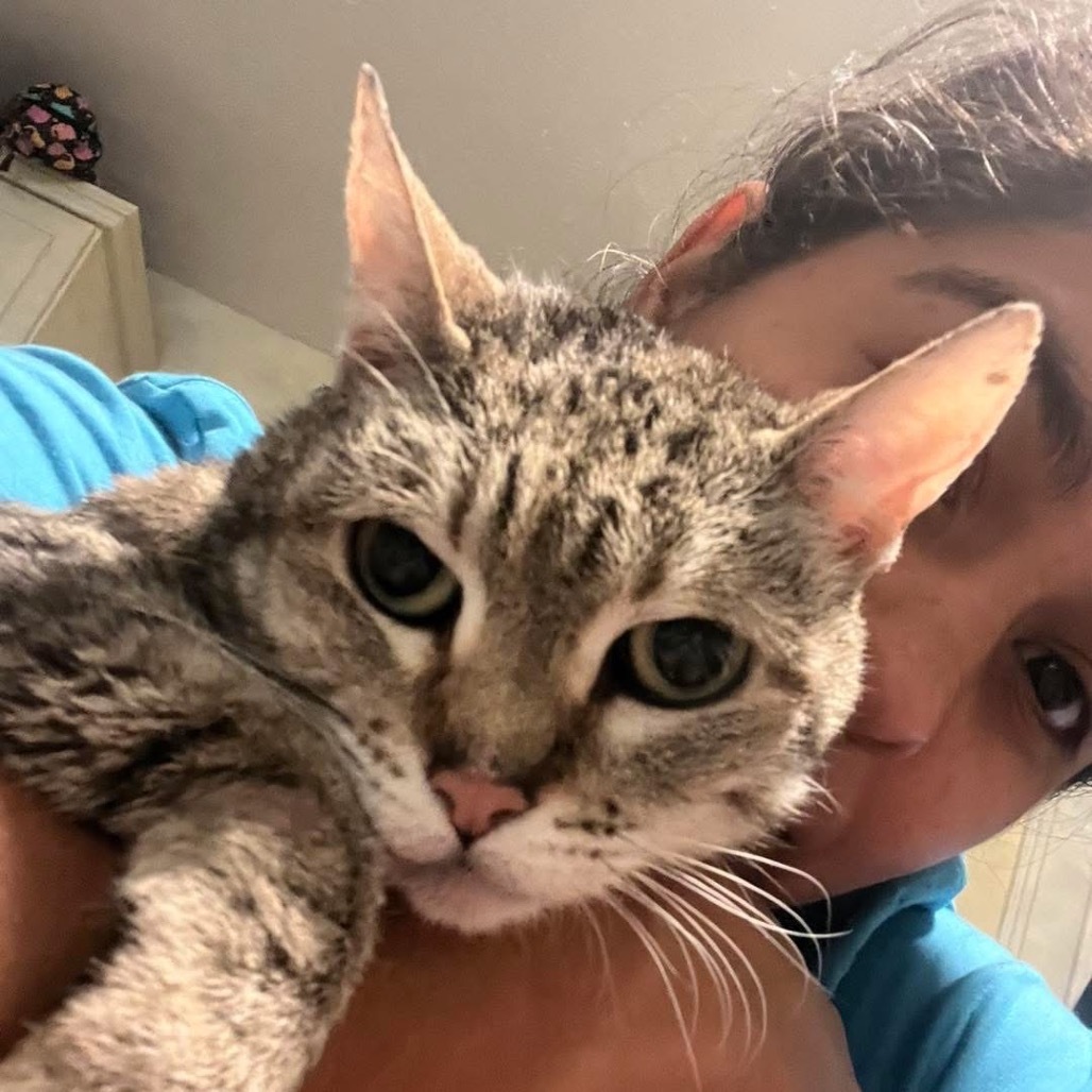Mia, an adoptable Munchkin in Lutz, FL, 33548 | Photo Image 2