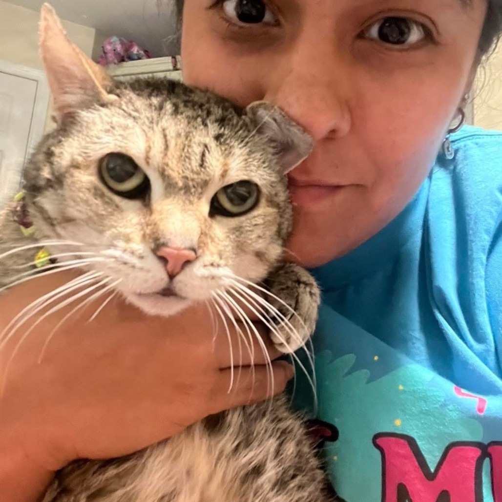 Mia, an adoptable Munchkin in Lutz, FL, 33548 | Photo Image 3