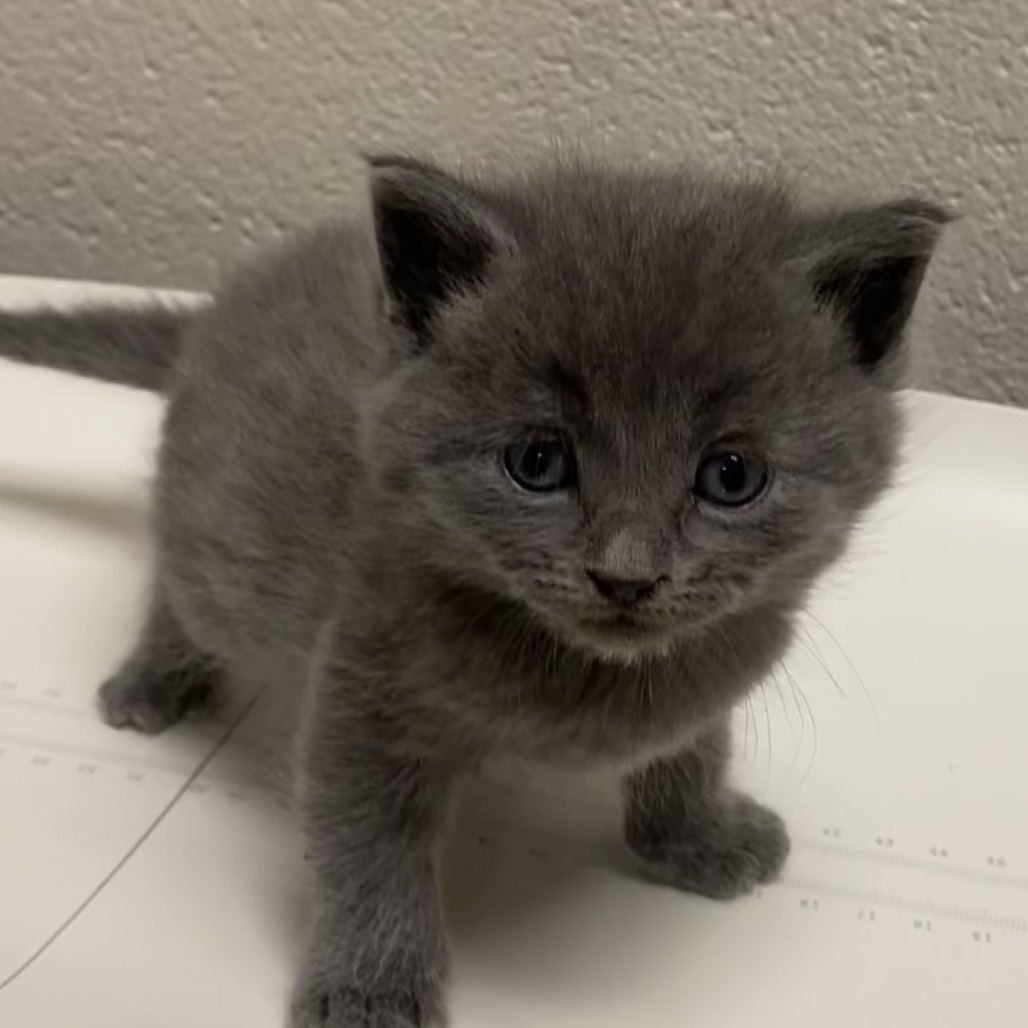 Cornelius