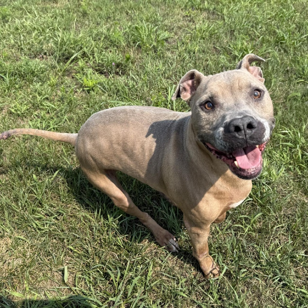 Thaddeus-Regal Resident, Adoption Fees Waived!