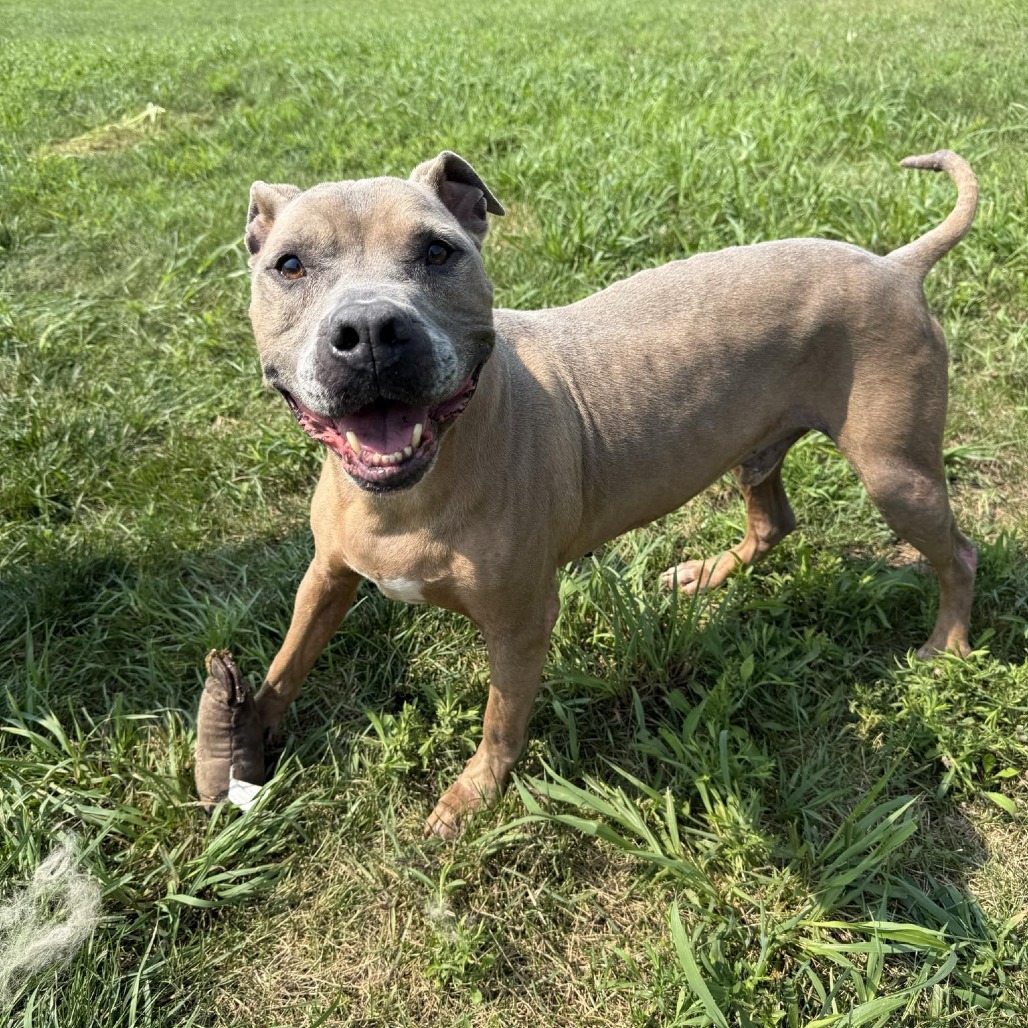 Thaddeus-Regal Resident, Adoption Fees Waived!
