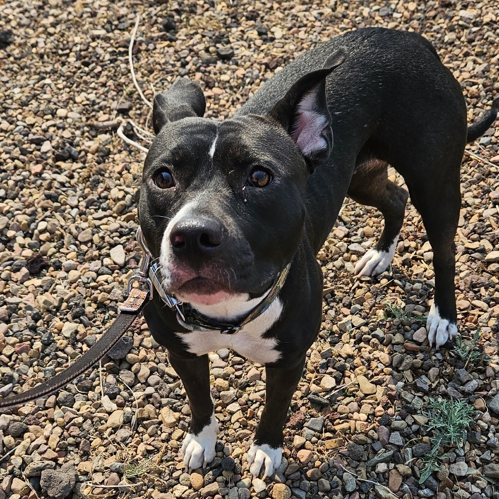 Abbey, an adoptable Pit Bull Terrier in Show Low, AZ, 85901 | Photo Image 1