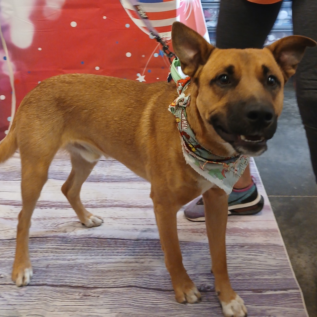 Duke, an adoptable Shepherd in Show Low, AZ, 85901 | Photo Image 1