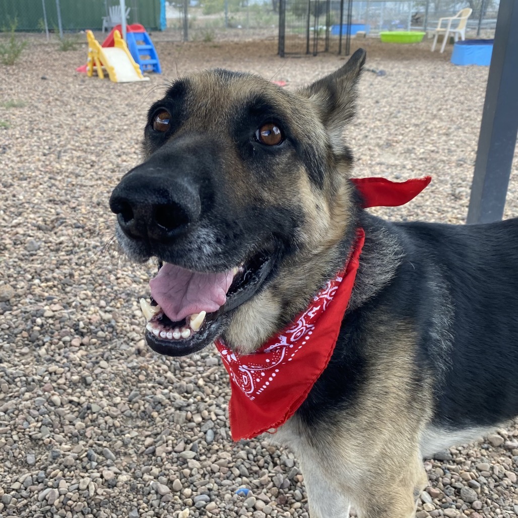 Wally, an adoptable German Shepherd Dog, Mixed Breed in Show Low, AZ, 85901 | Photo Image 1
