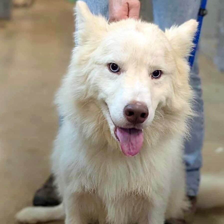 Yeti very sweet boy