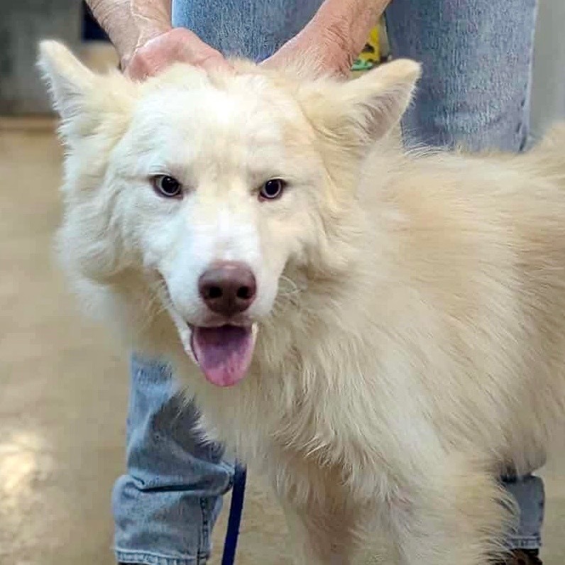 Yeti very sweet boy