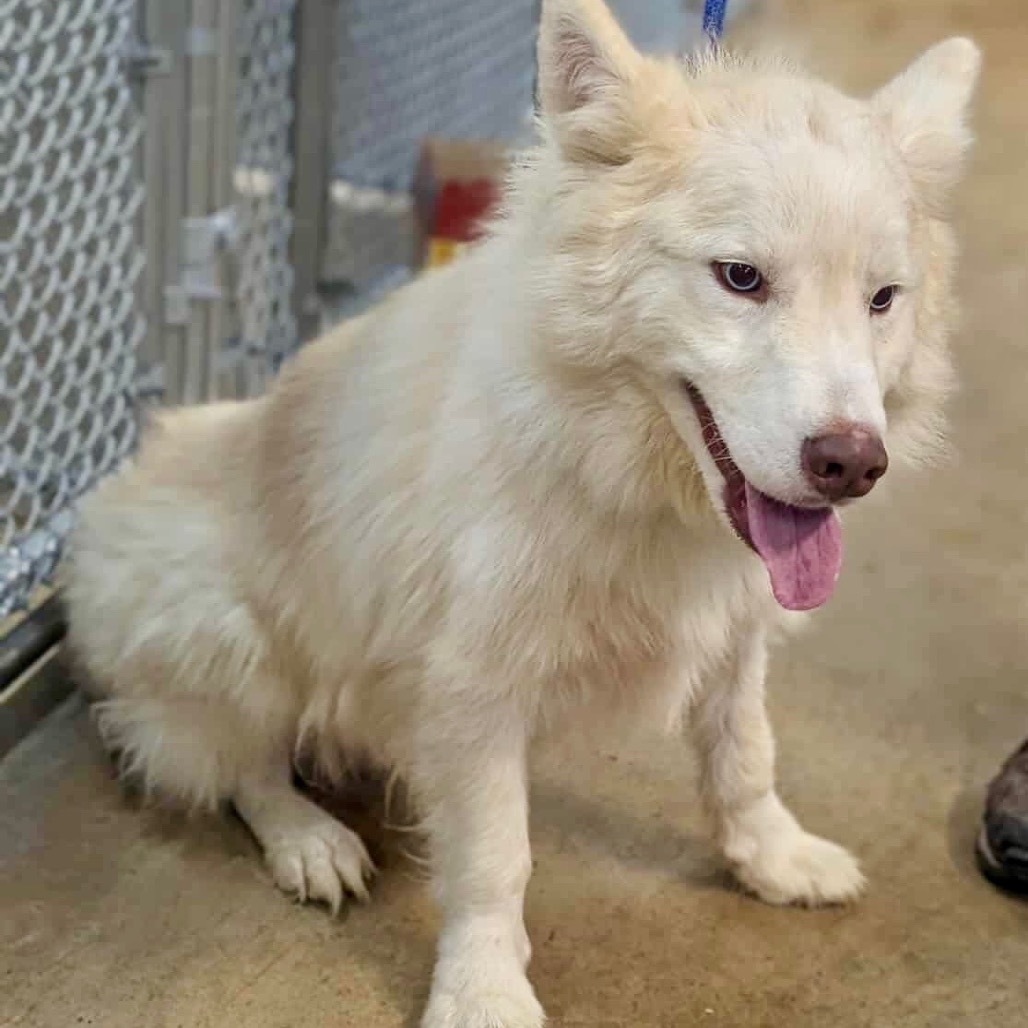 Yeti very sweet boy