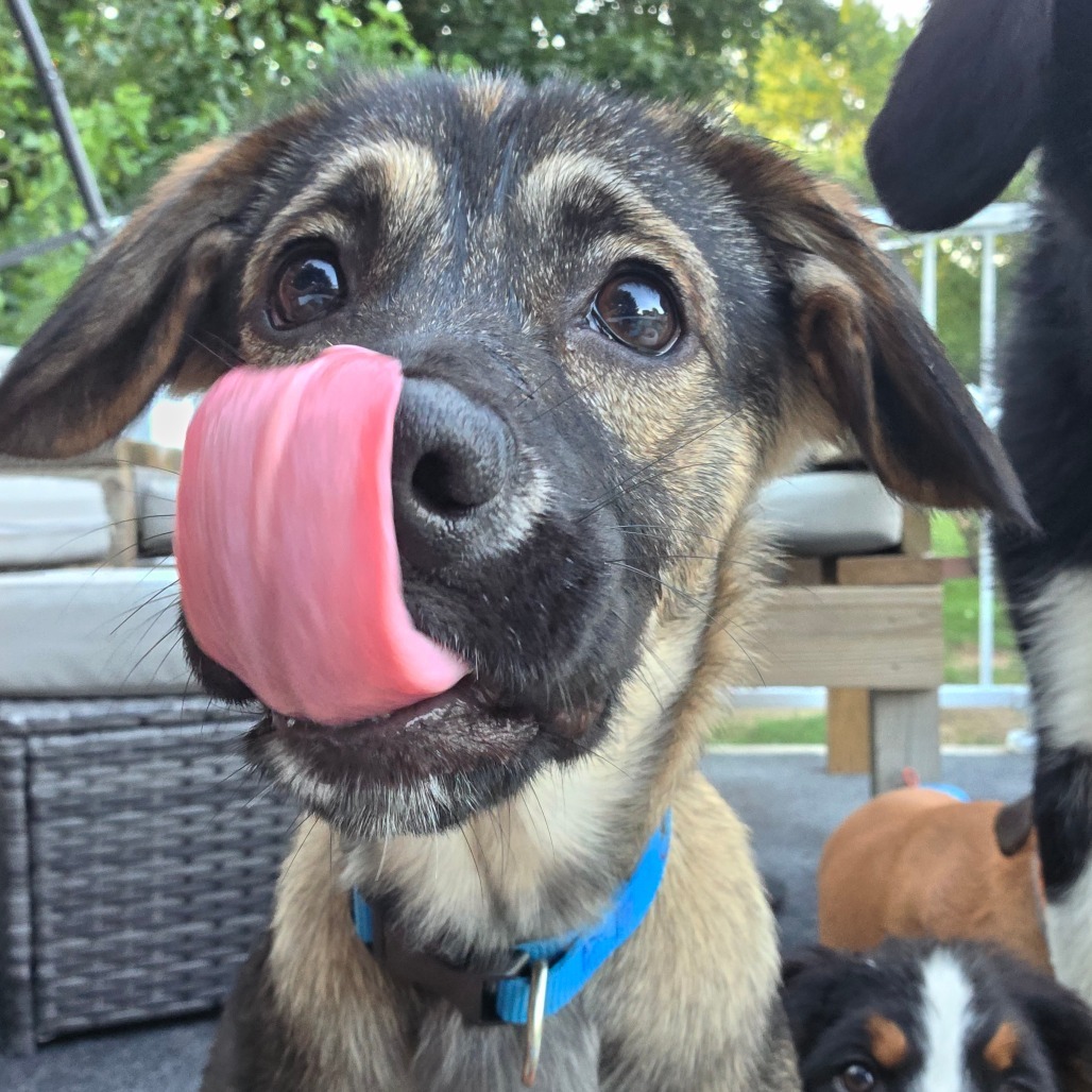 Kodi