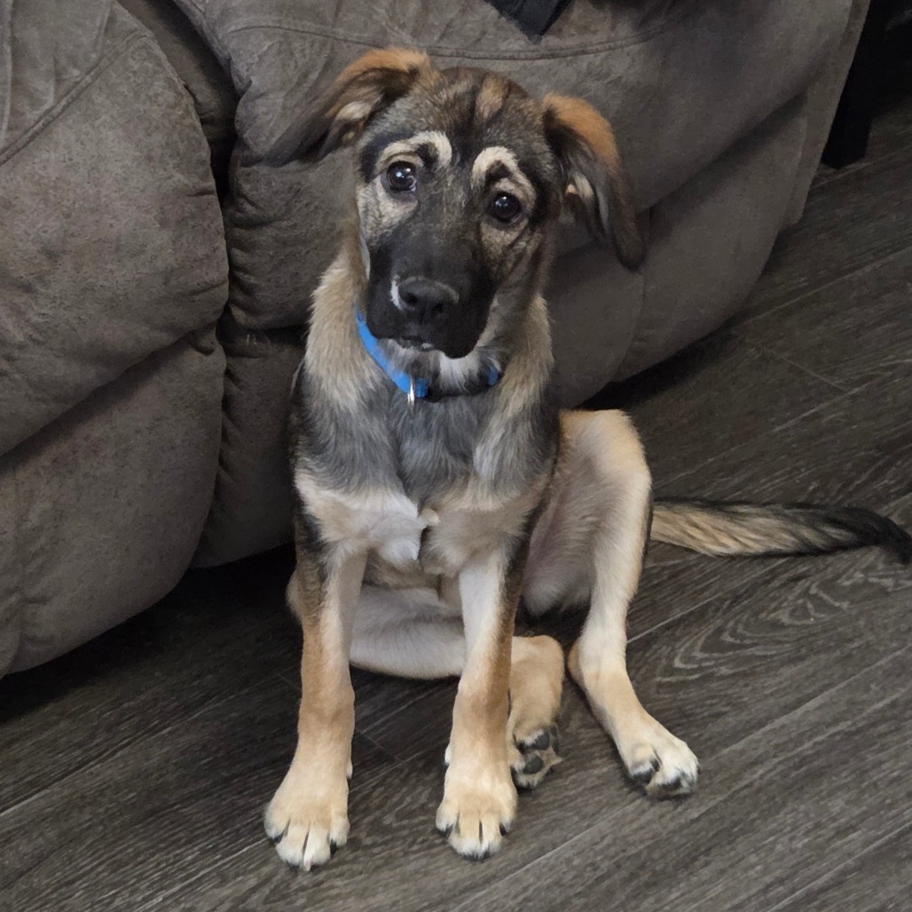 Kodi