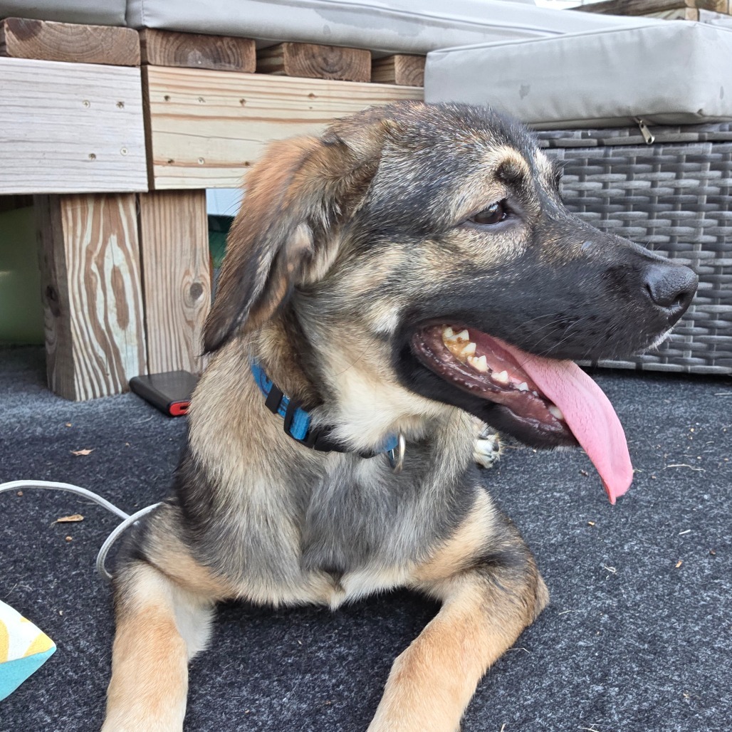 Kodi