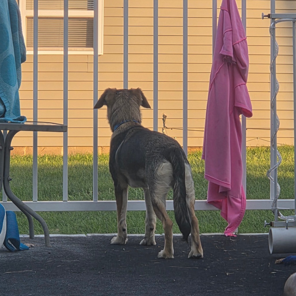 Kodi