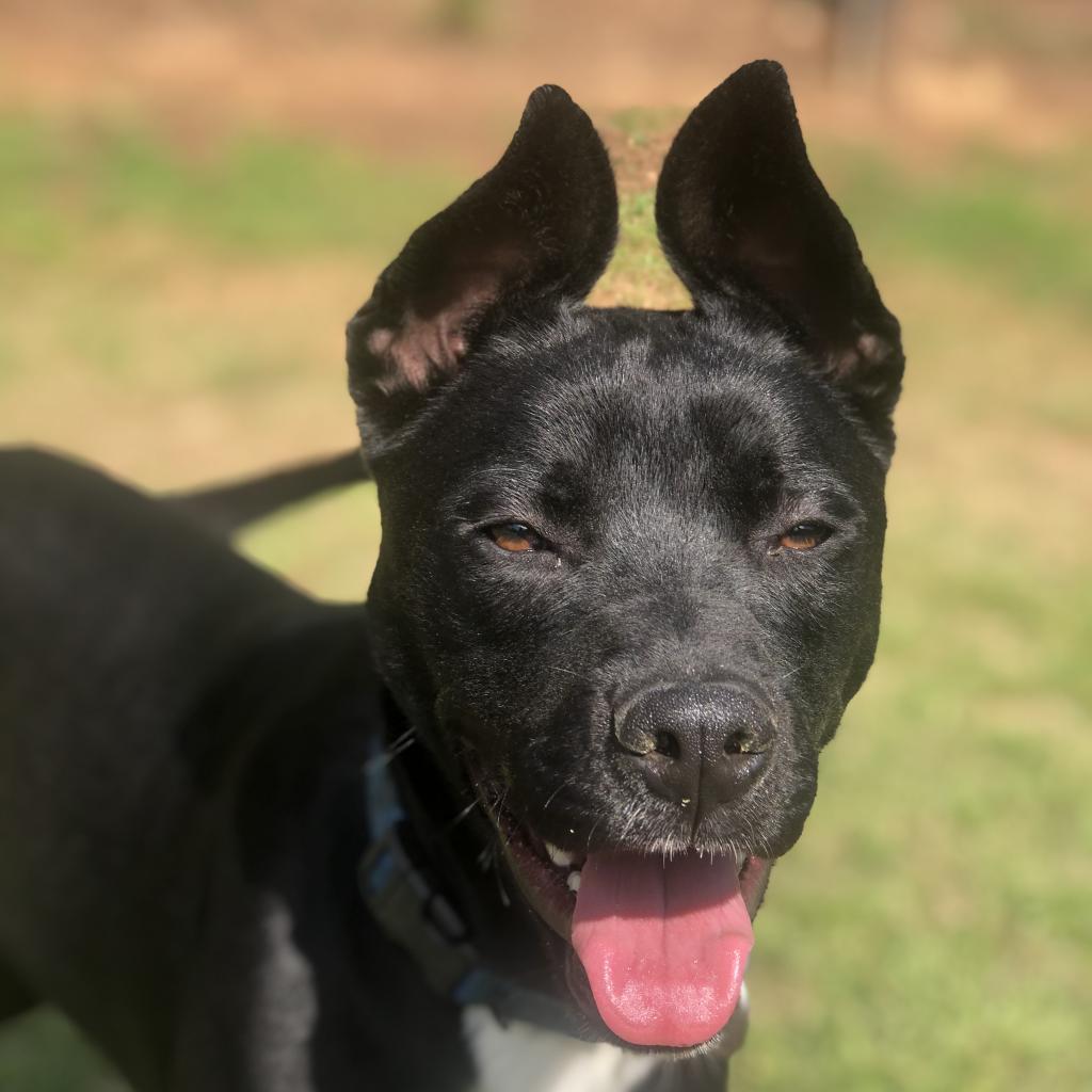 Vader
