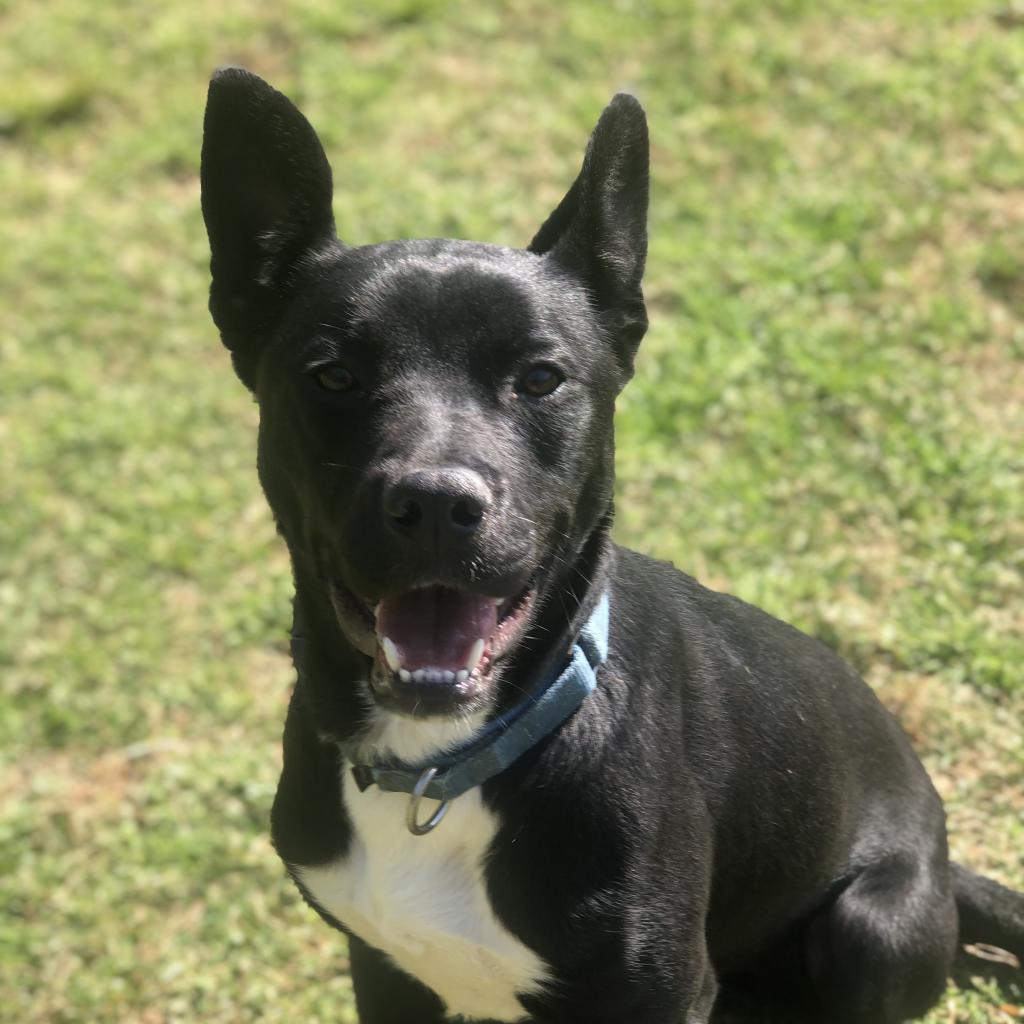 Vader