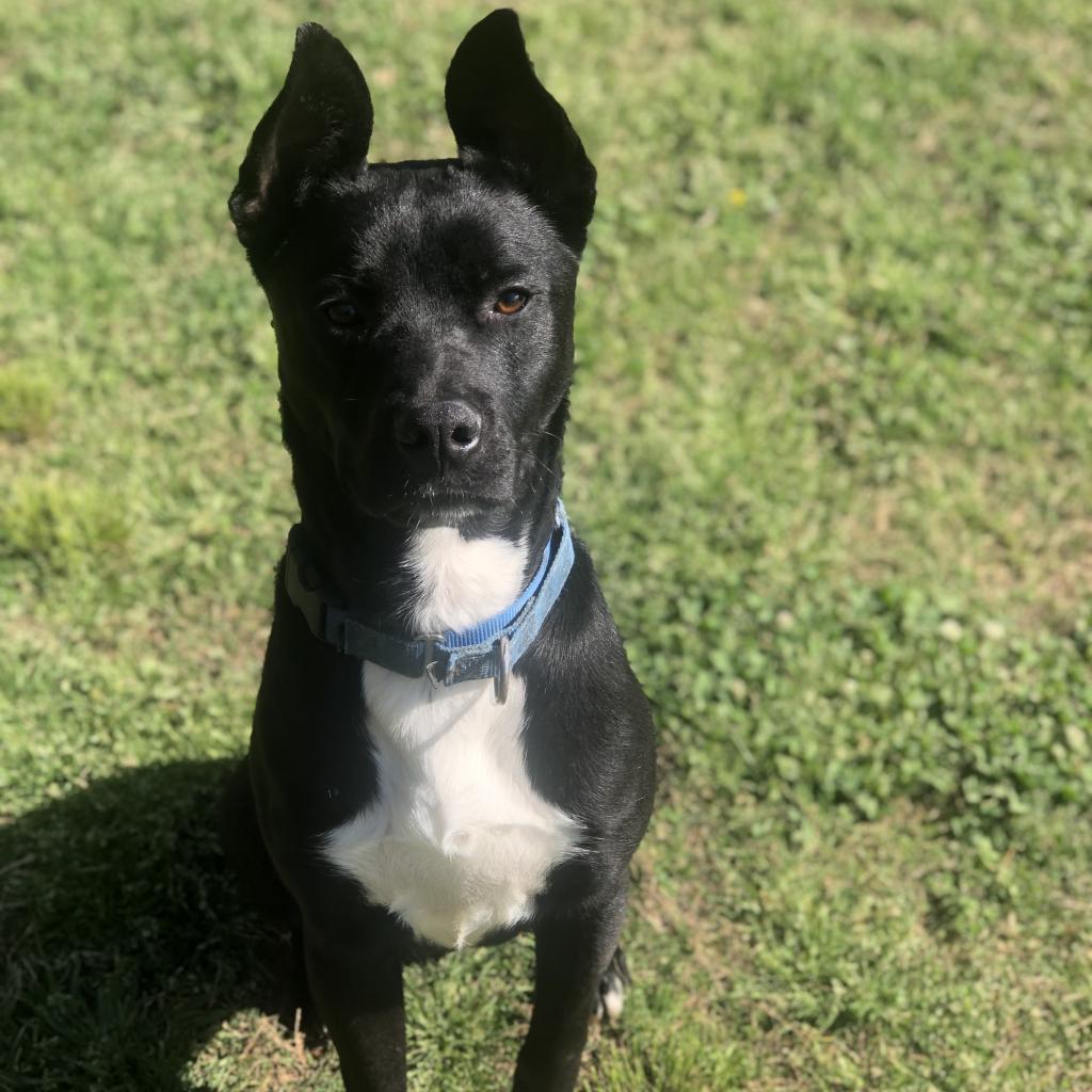 Vader
