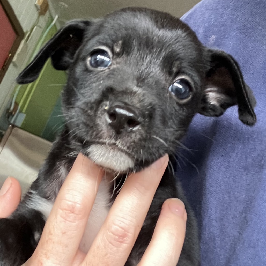 Peanut