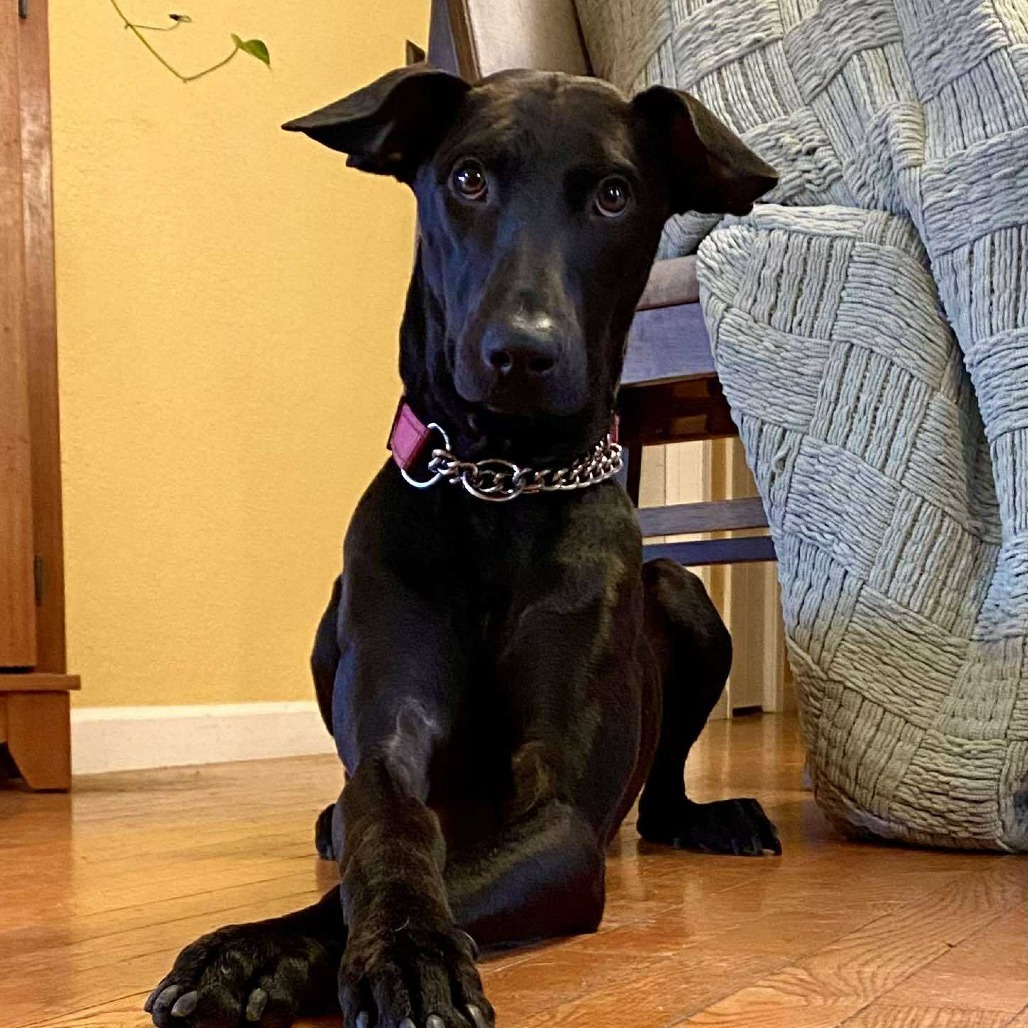 Juniper