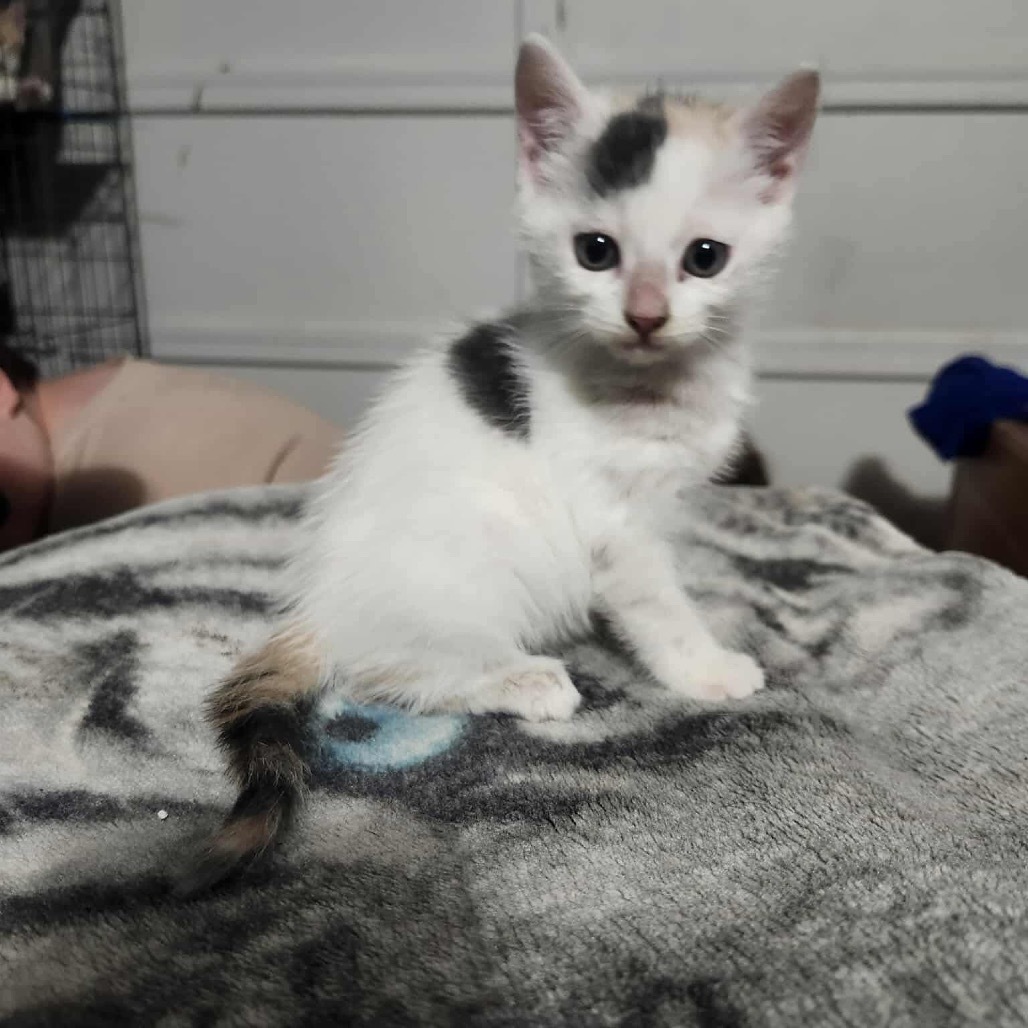 Marshmellow