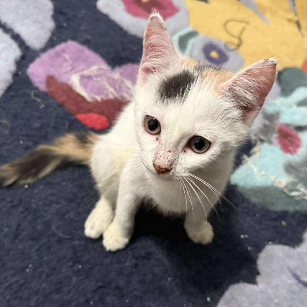 Marshmellow