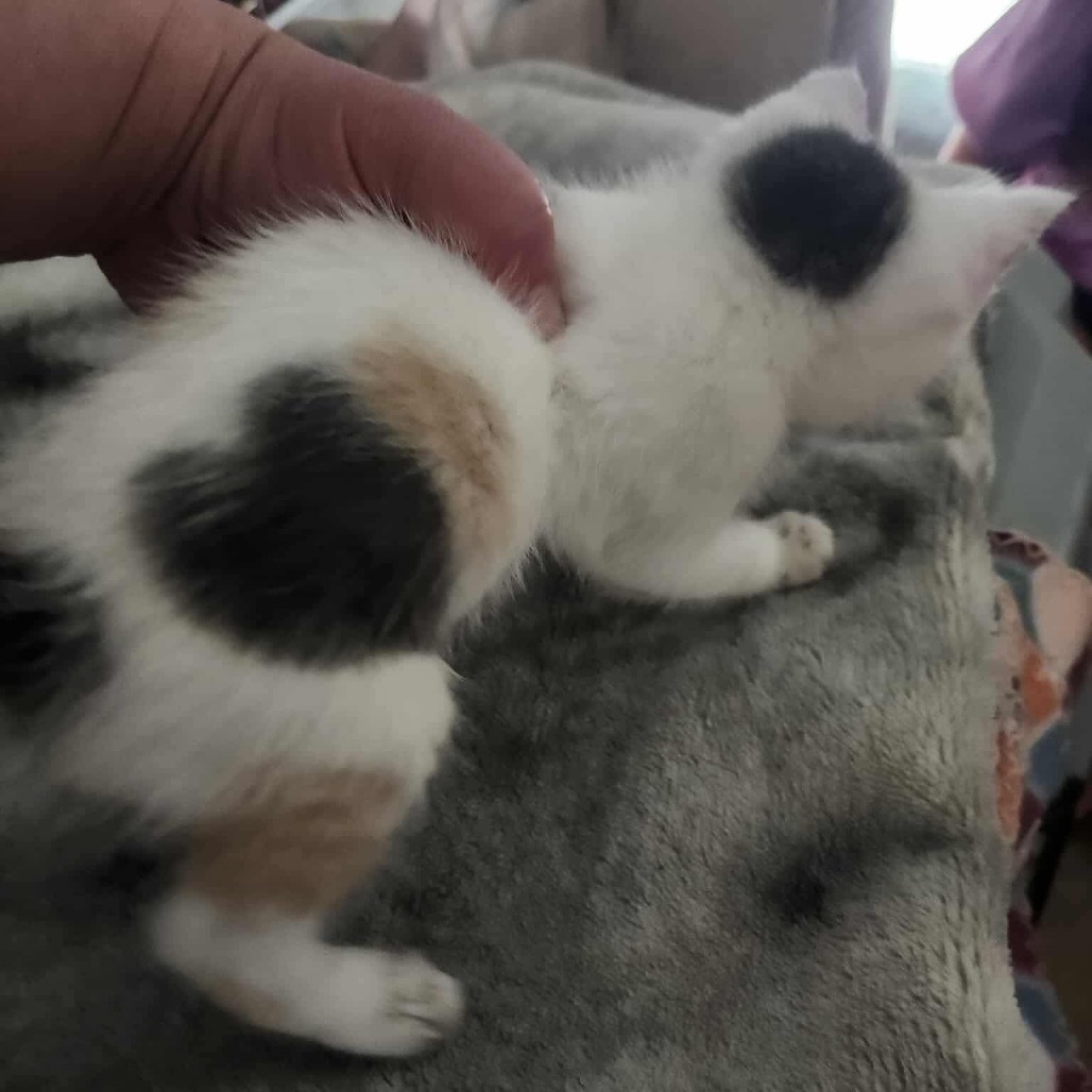 Sweetheart