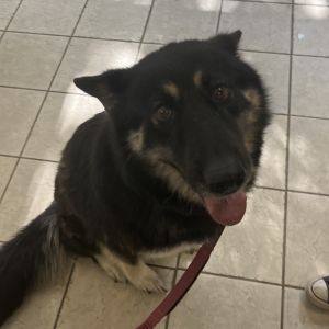08/21/2025-stray-4thStreet
