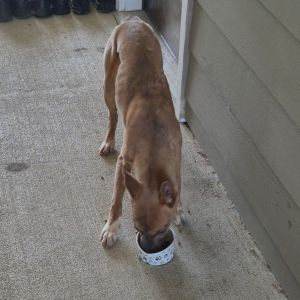 08/21/2025-Stray-WarmSpringsRoad