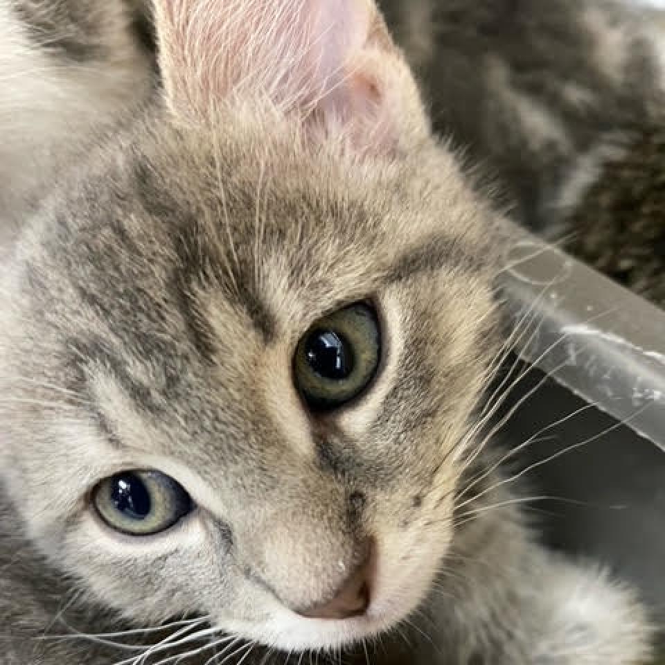 Rum FKA Jiji