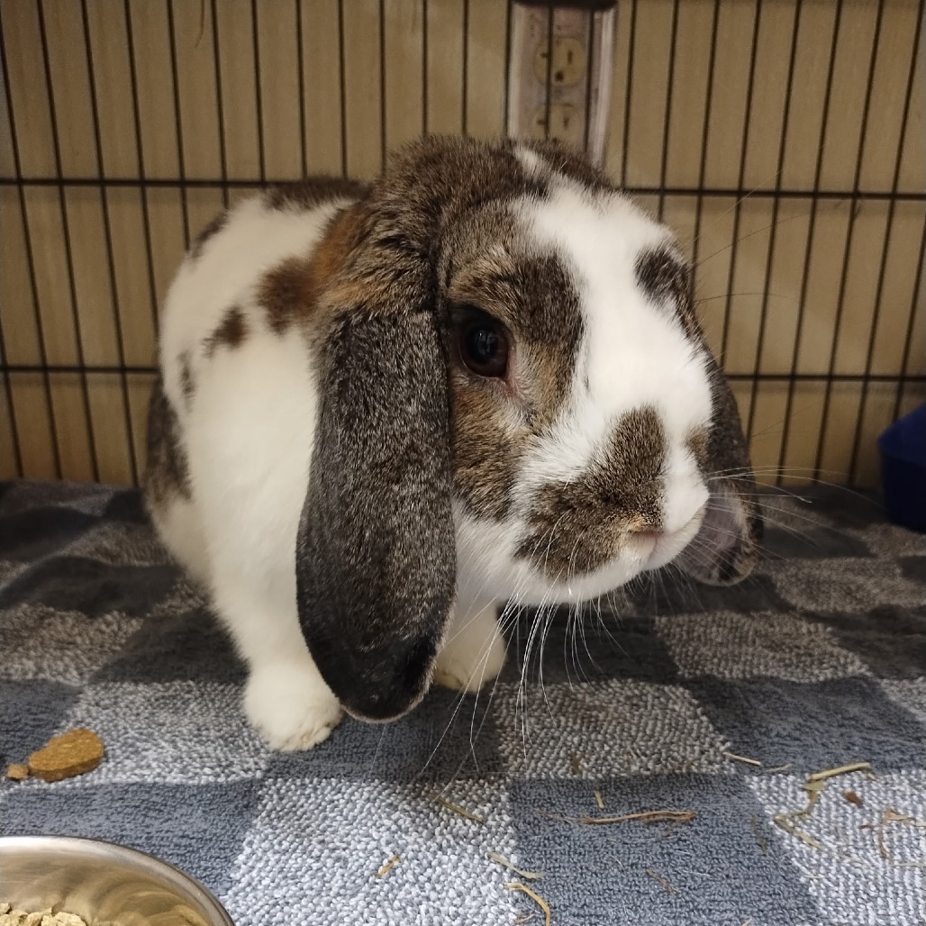 Bunjamin