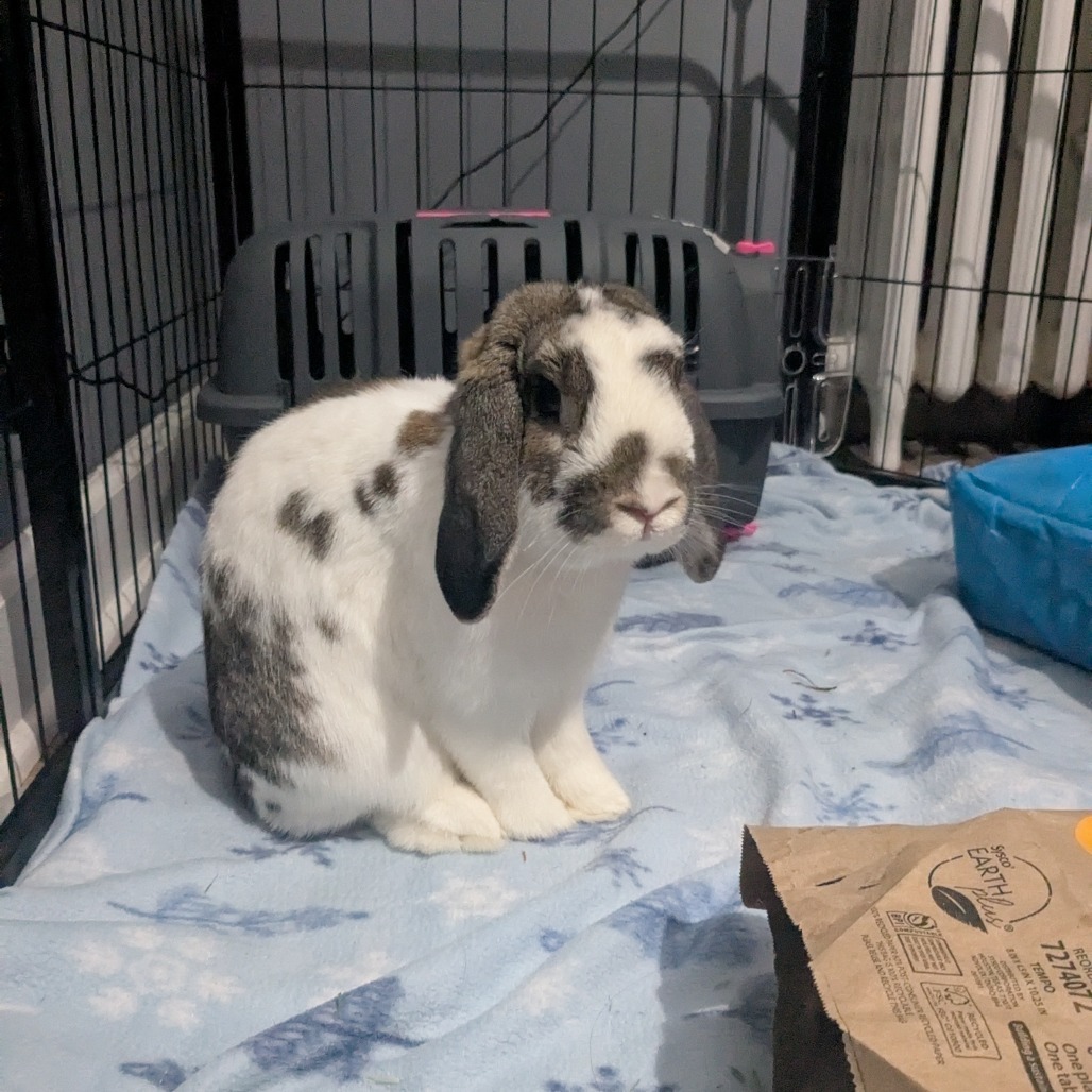 Bunjamin