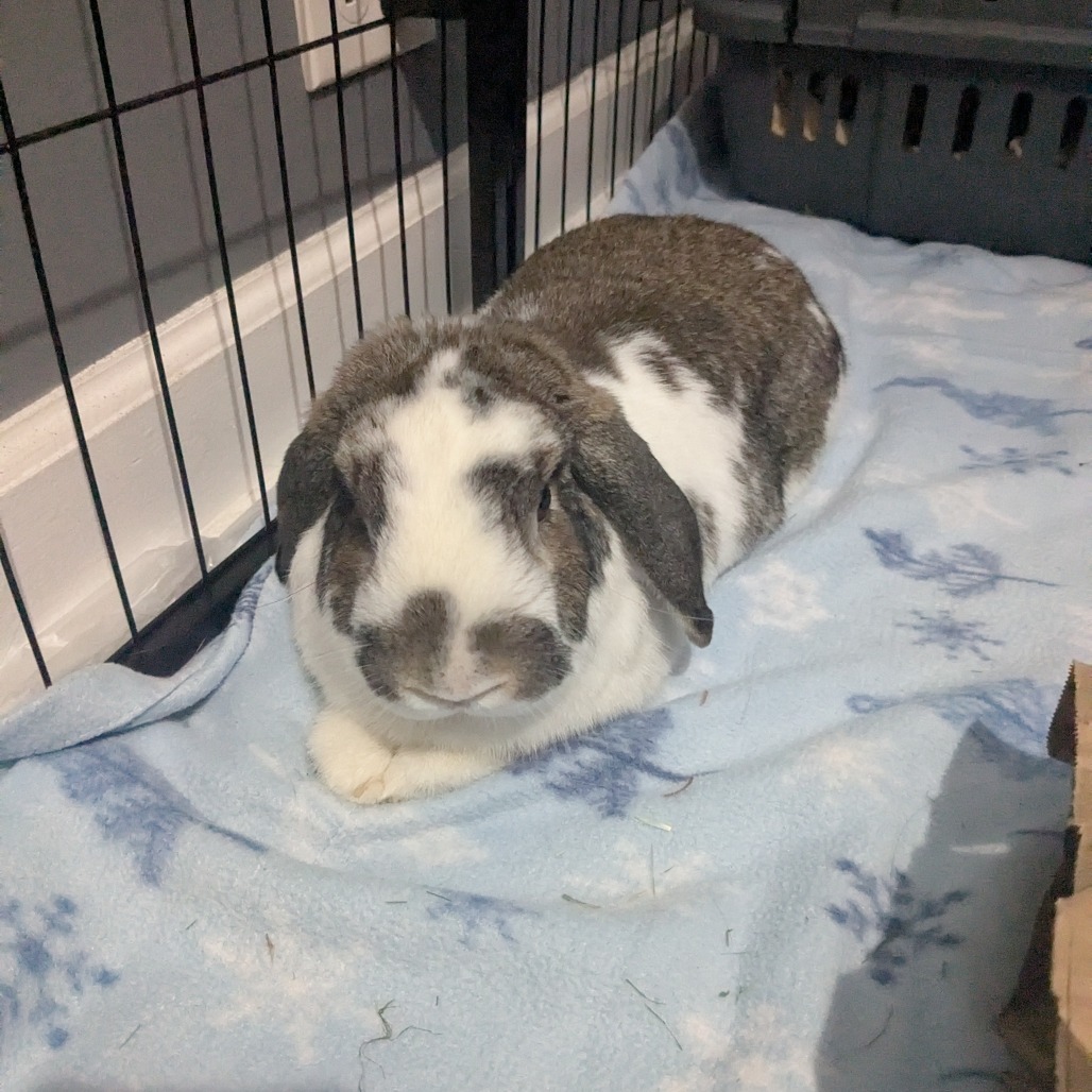 Bunjamin
