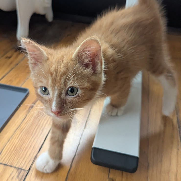 Rufus