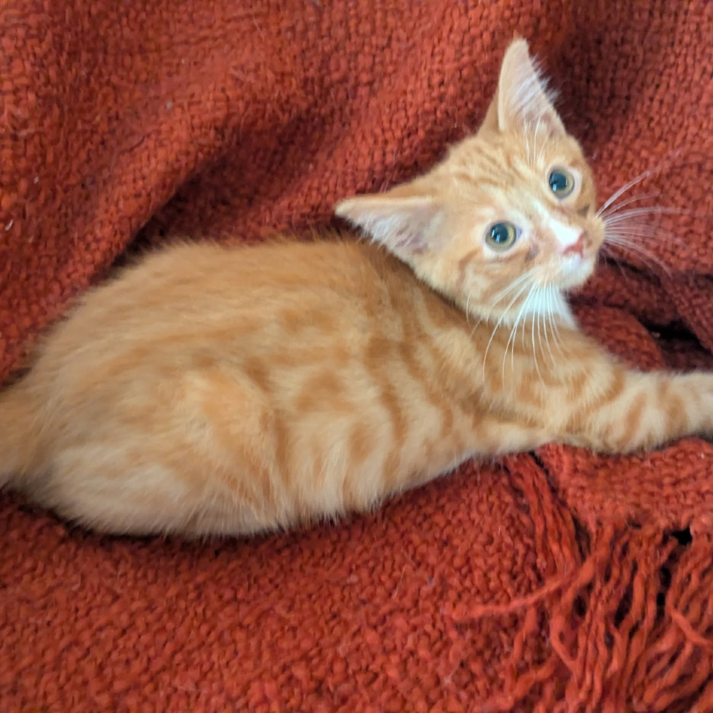 Rufus