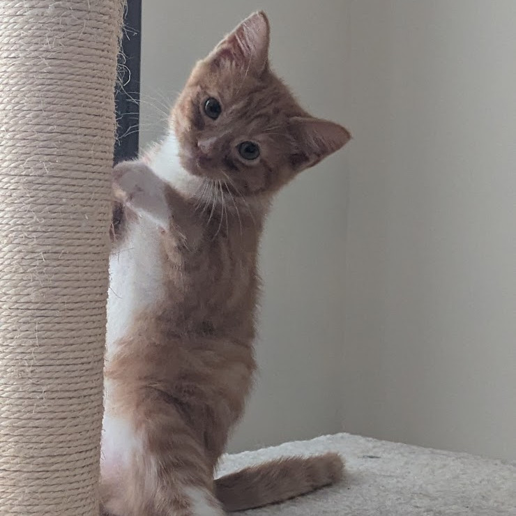 Rufus
