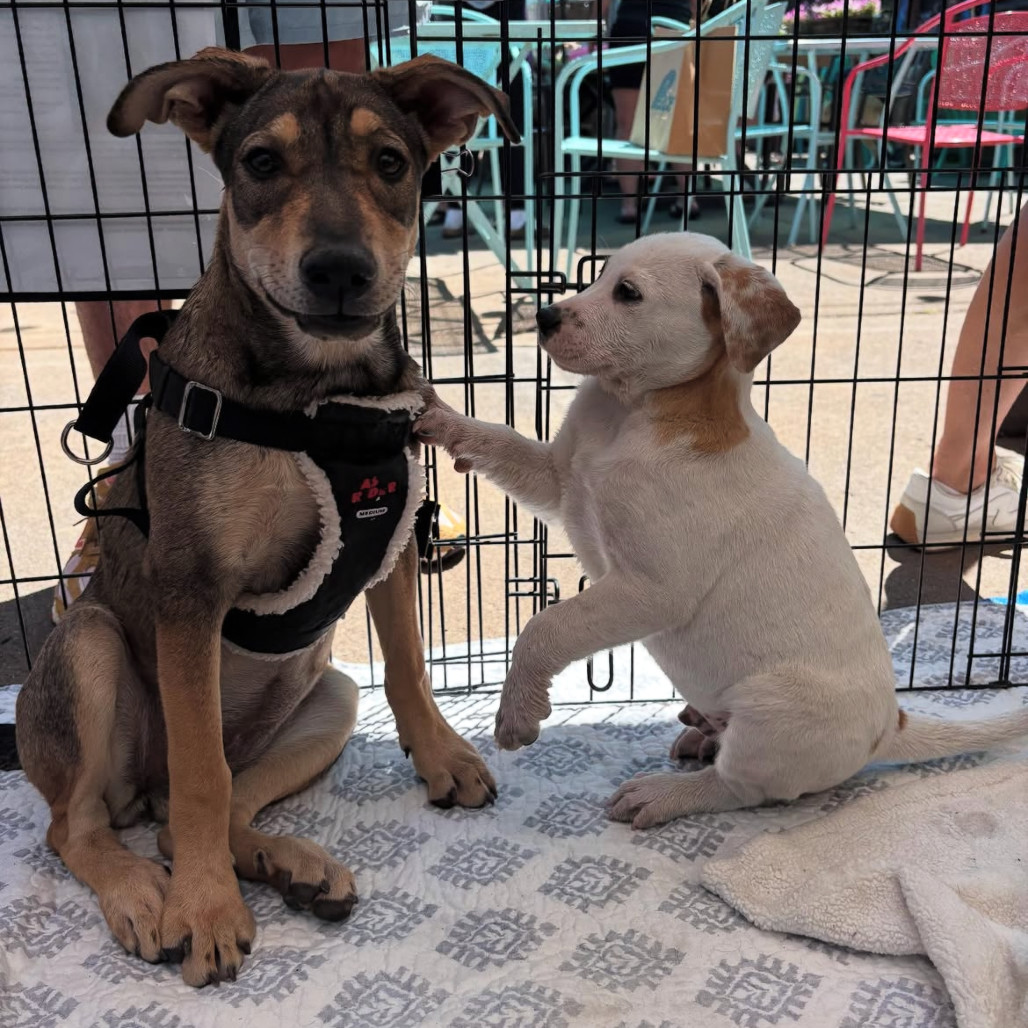 Stamp - Sweet Girl with Floppy Ears!