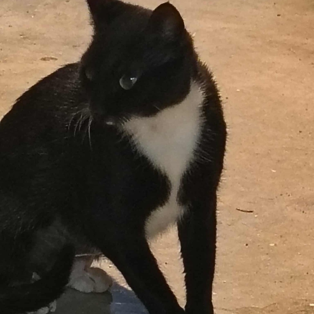 Mittens Fincher