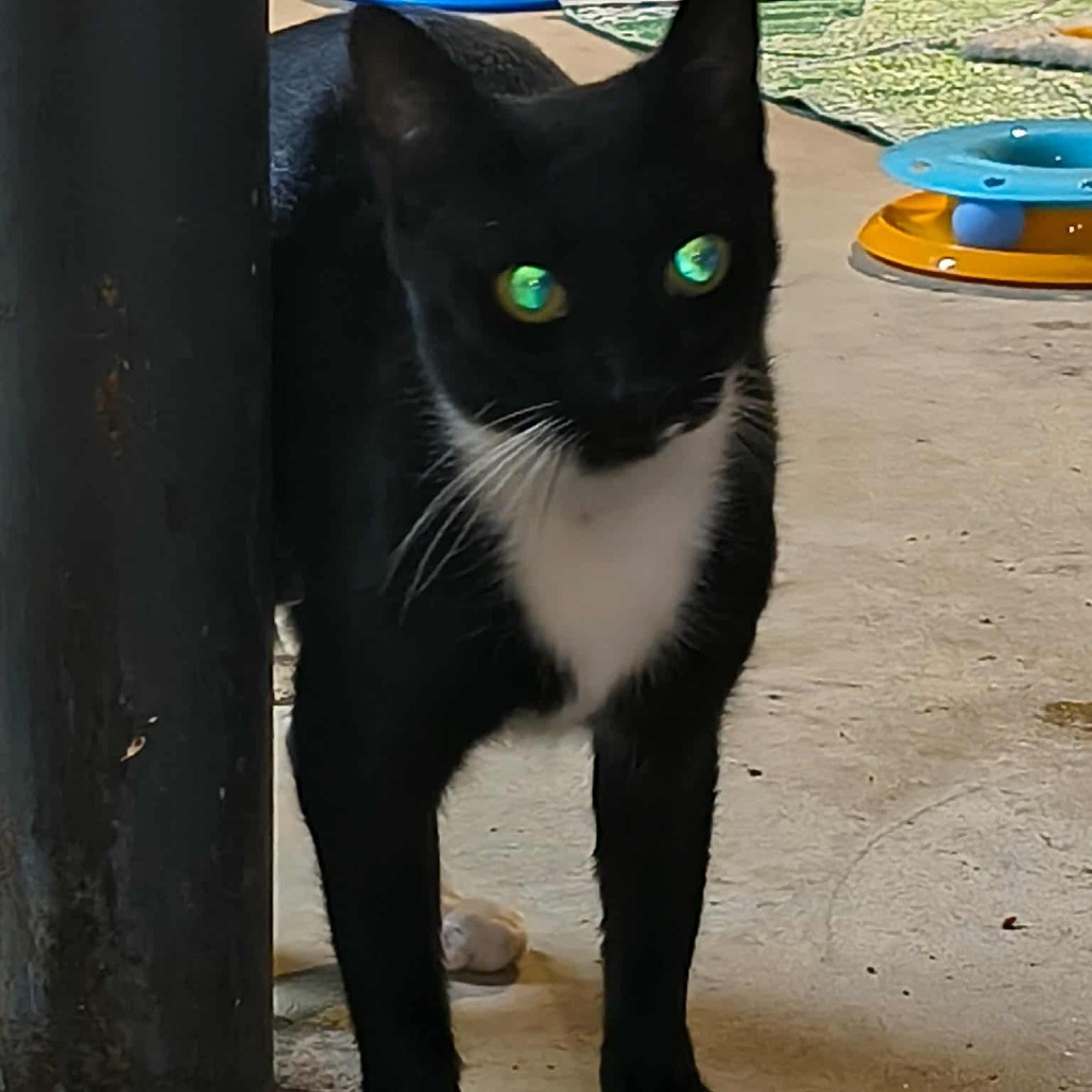 Mittens Fincher