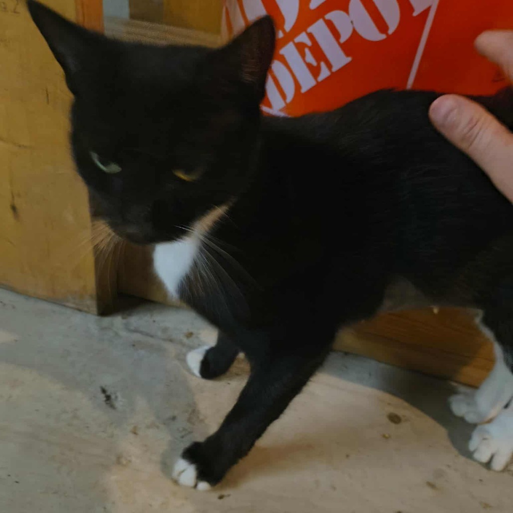 Mittens Fincher