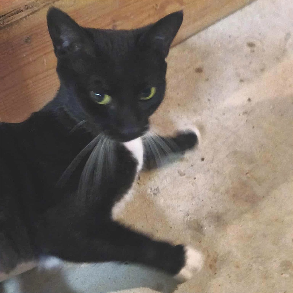 Mittens Fincher